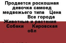 Продается роскошная девочка самоед медвежьего типа › Цена ­ 35 000 - Все города Животные и растения » Собаки   . Кировская обл.